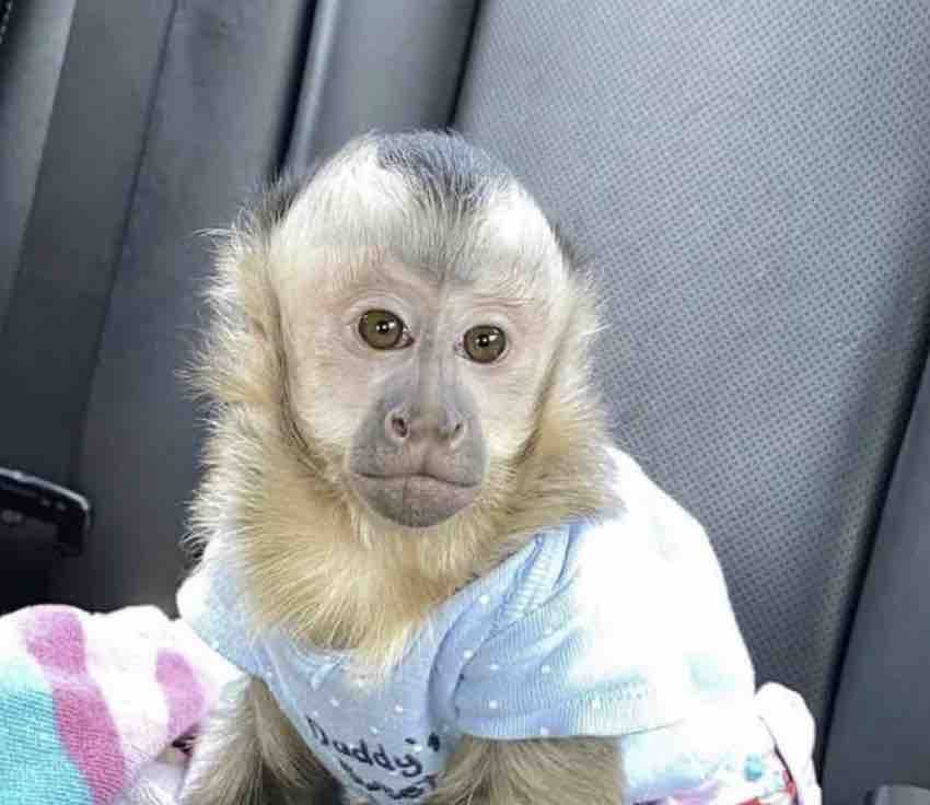 Małpka kapucynka ubrana