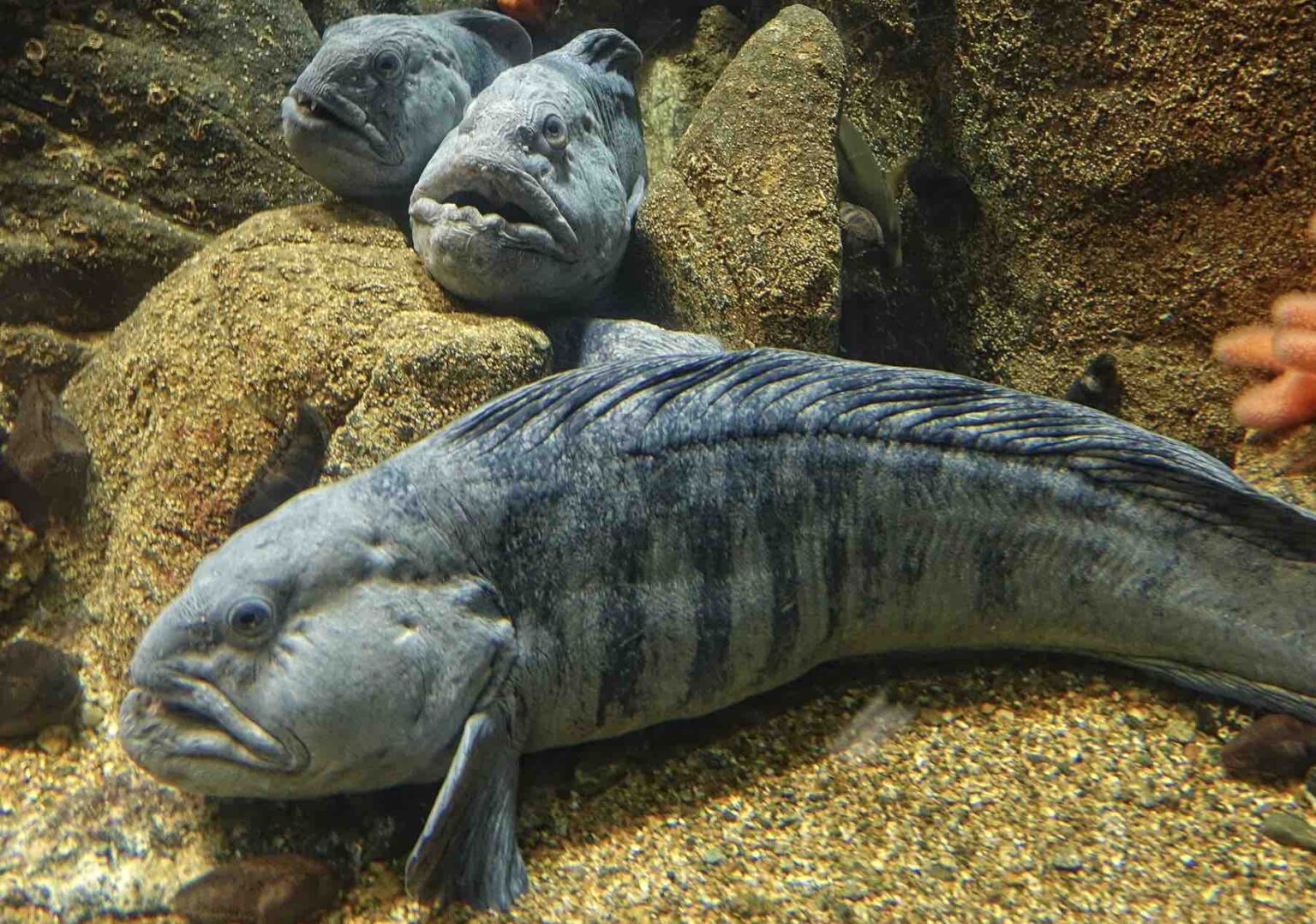 Co Sie Dzieje Gdy Ryba Zwieksza Objetosc Powietrza W Pecherzu Ryba Zębacz - co to za ryba? Czy jest zdrowa? Opinie, cena - Dlakonsumenta